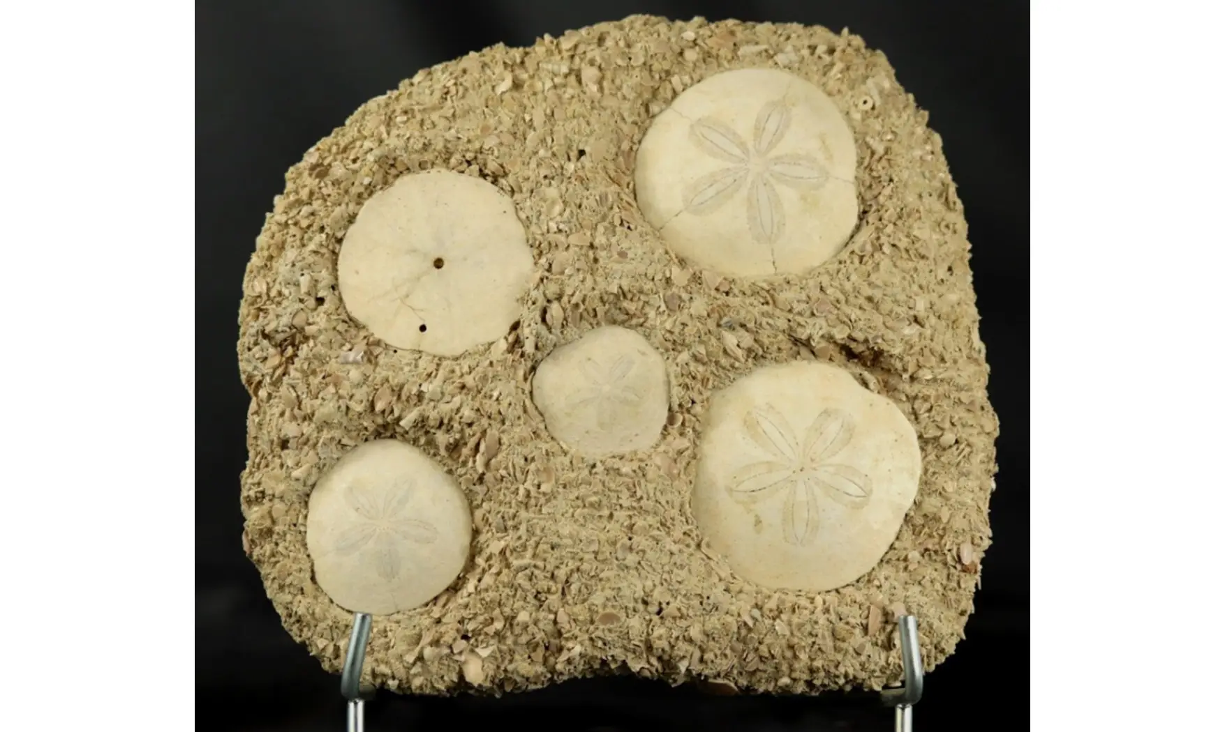 Association - Parascutella producta