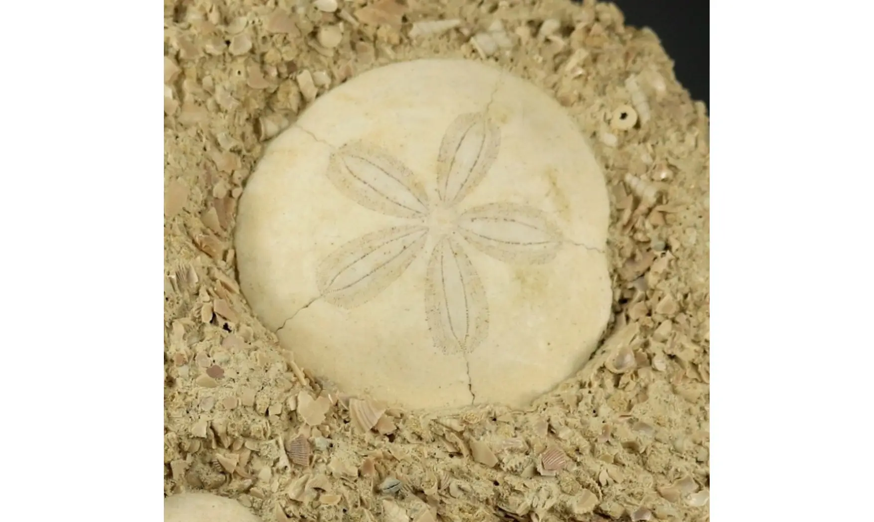 Association - Parascutella producta