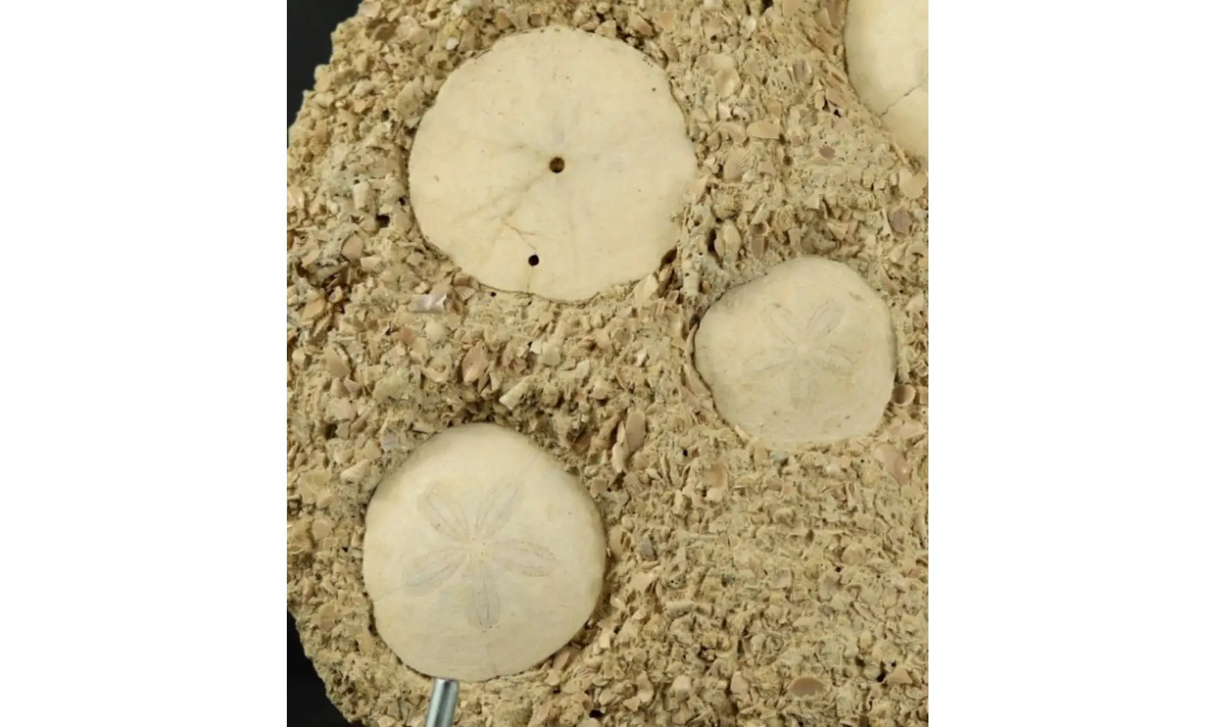 Association - Parascutella producta