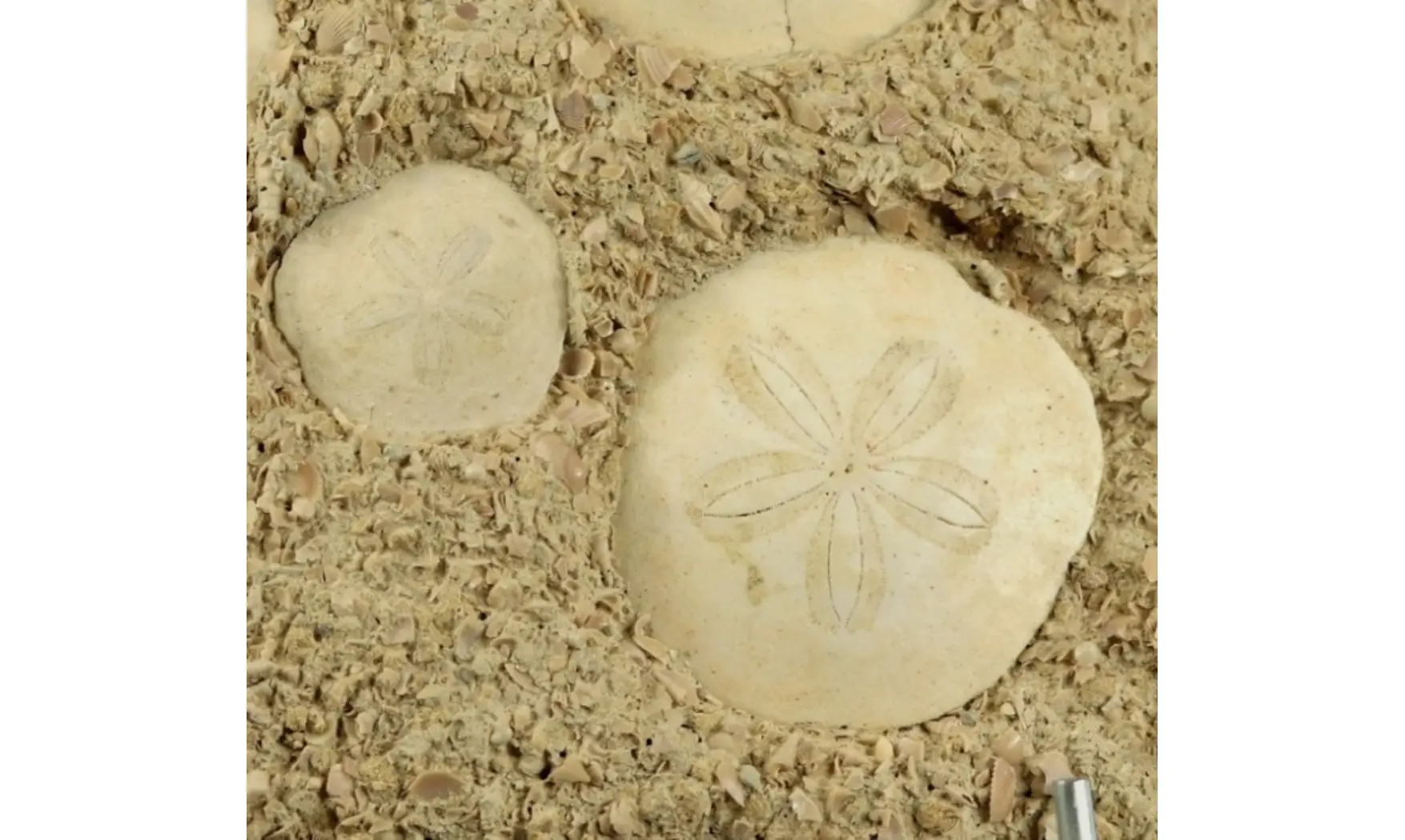 Association - Parascutella producta