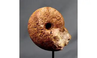 Epimayaites axonoides