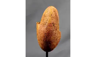 Epimayaites axonoides