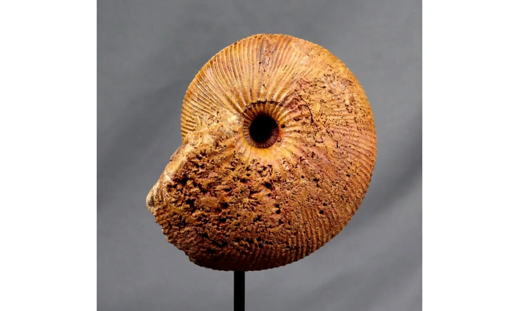 Epimayaites axonoides