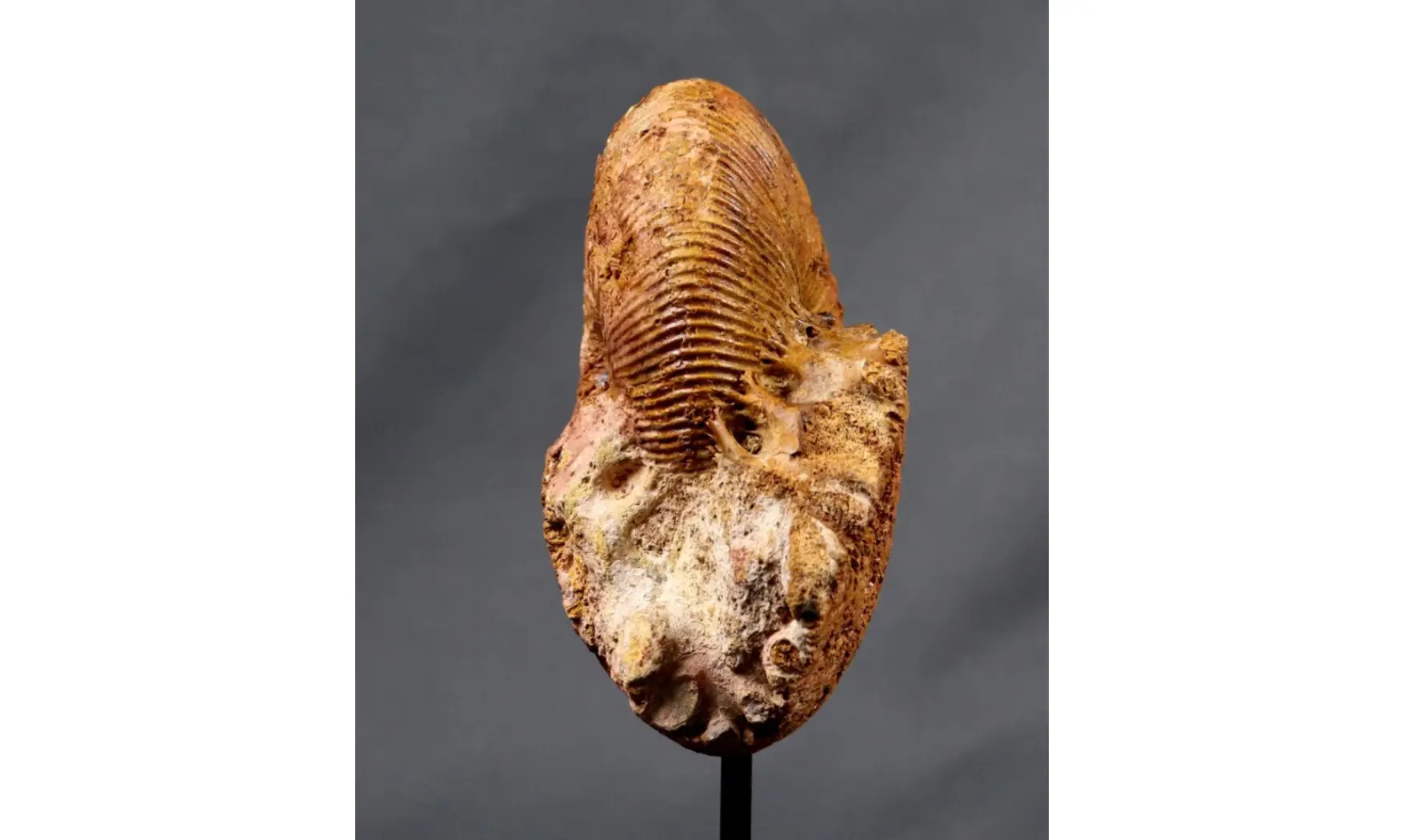 Epimayaites axonoides