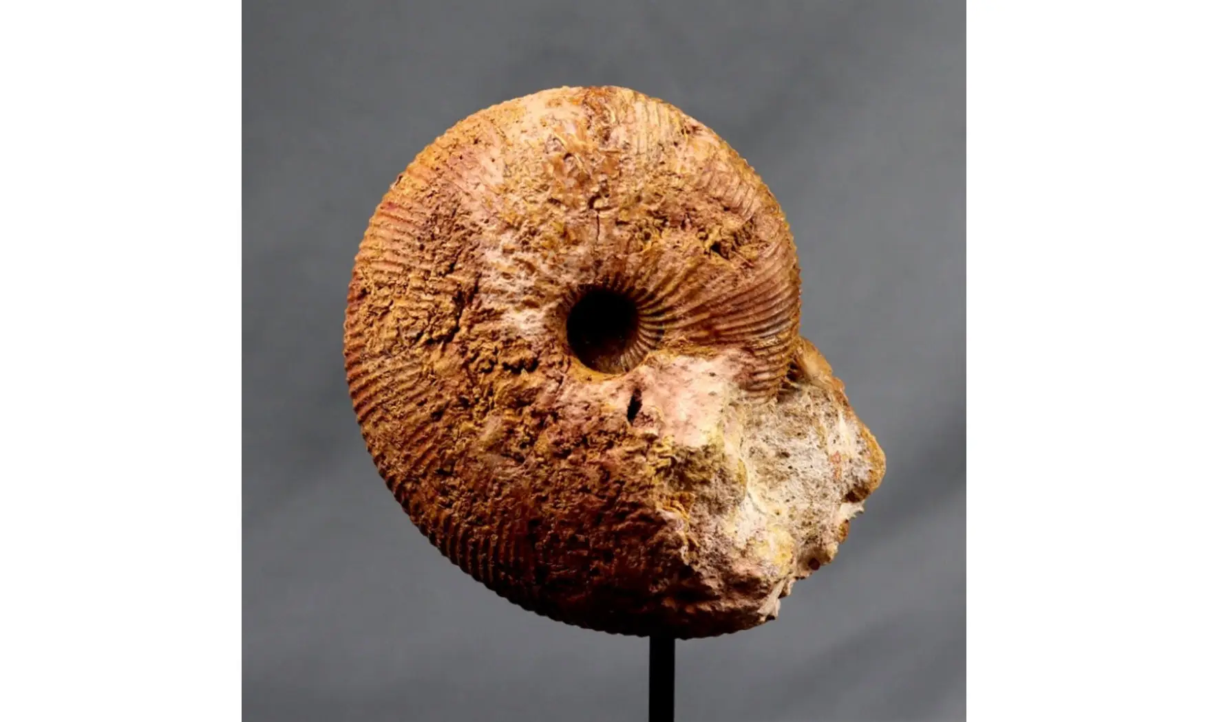 Epimayaites axonoides