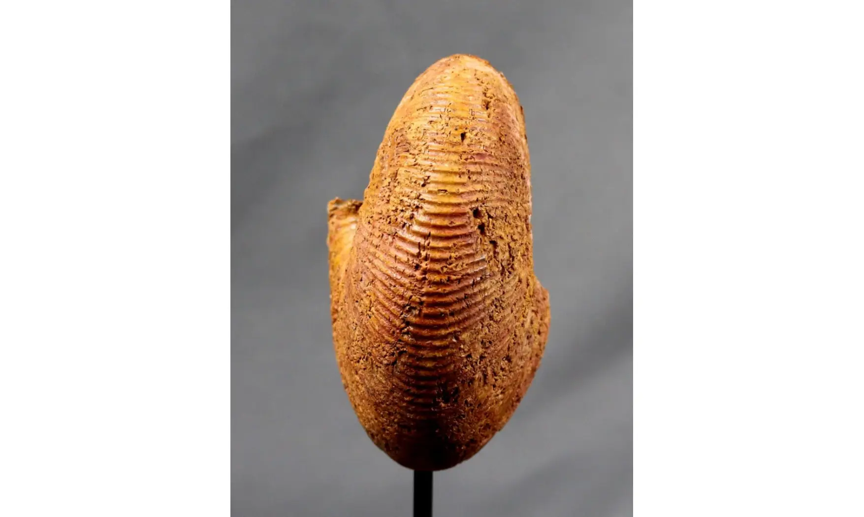 Epimayaites axonoides