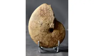 Oxycerites cf. limosus