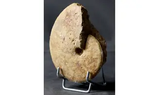 Oxycerites cf. limosus