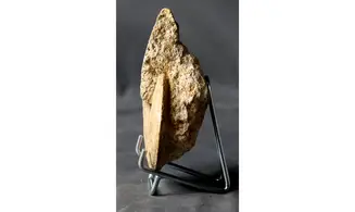 Oxycerites cf. limosus