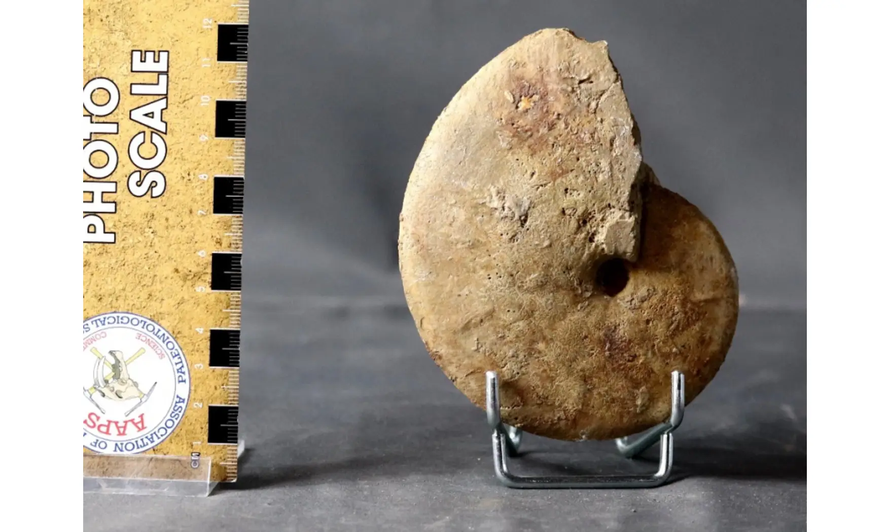 Oxycerites cf. limosus