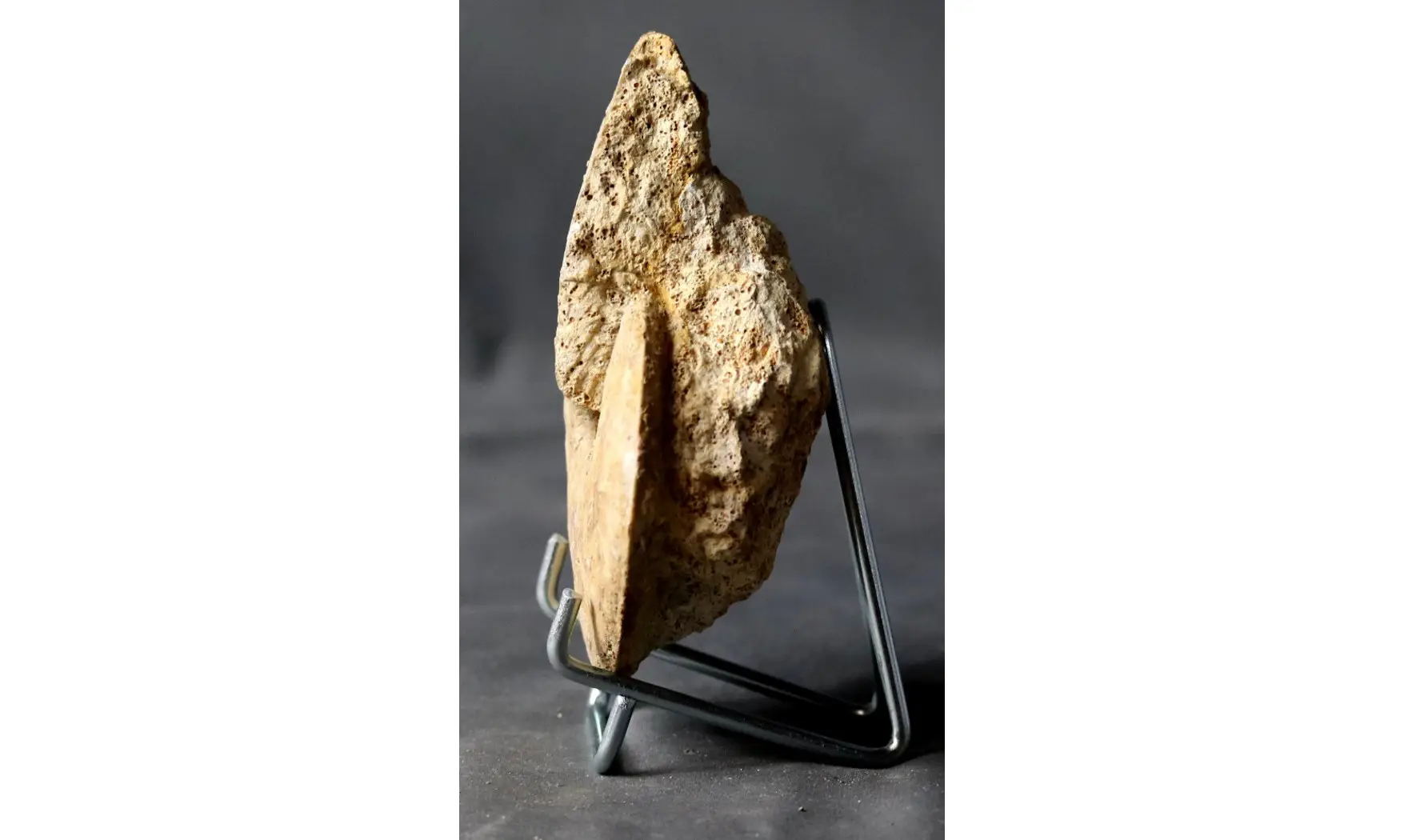 Oxycerites cf. limosus