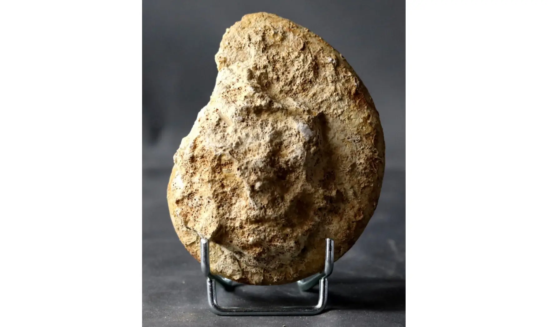 Oxycerites cf. limosus