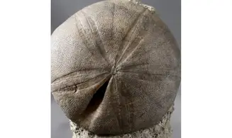 Clypeus plotii