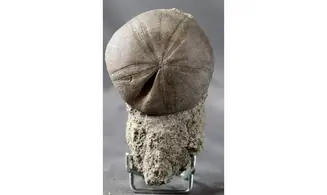 Clypeus plotii