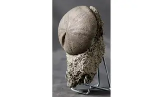Clypeus plotii
