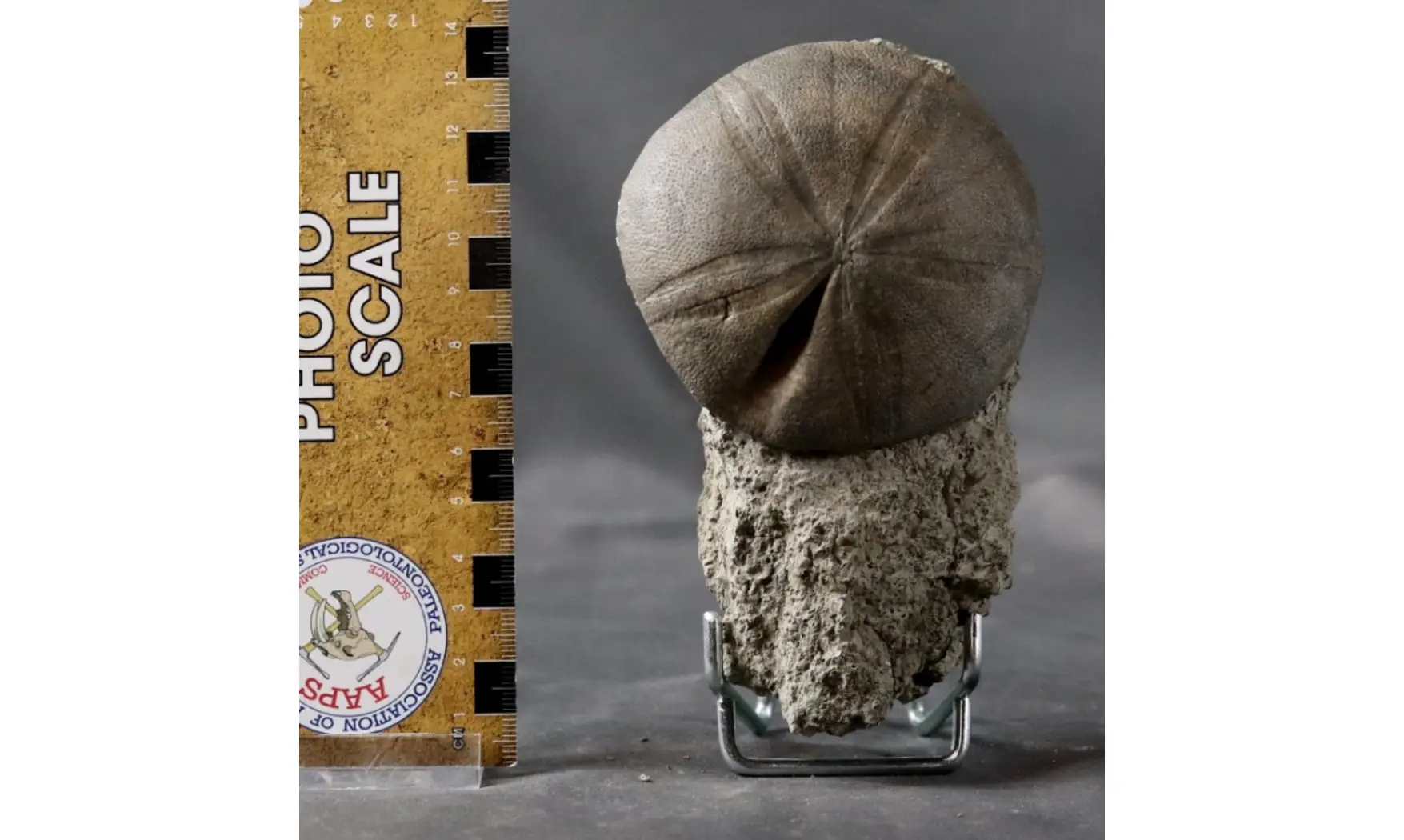 Clypeus plotii