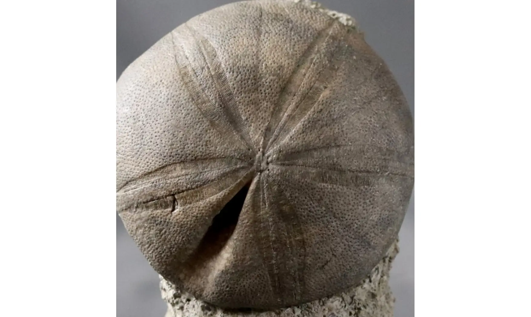 Clypeus plotii