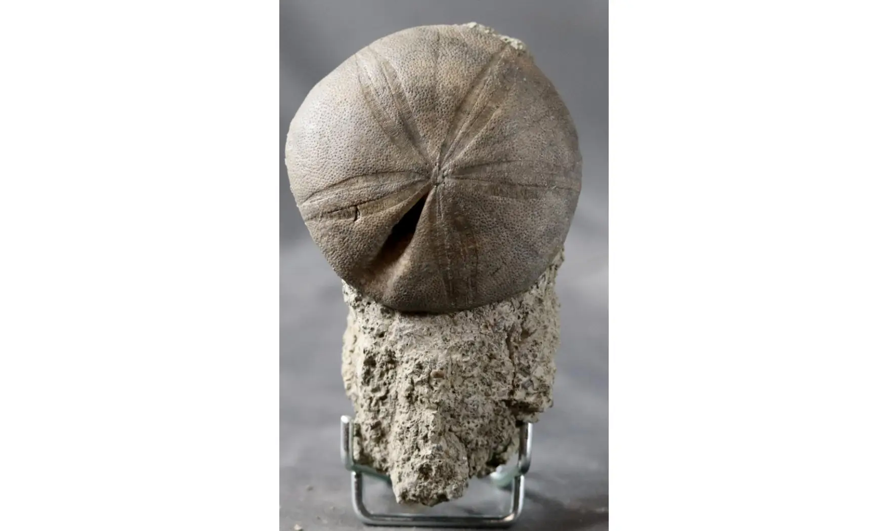 Clypeus plotii