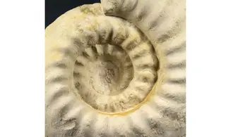 Gravesia cf irius