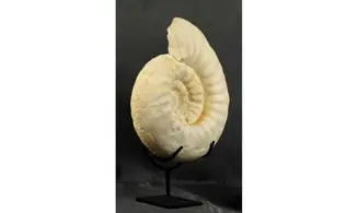 Gravesia cf irius