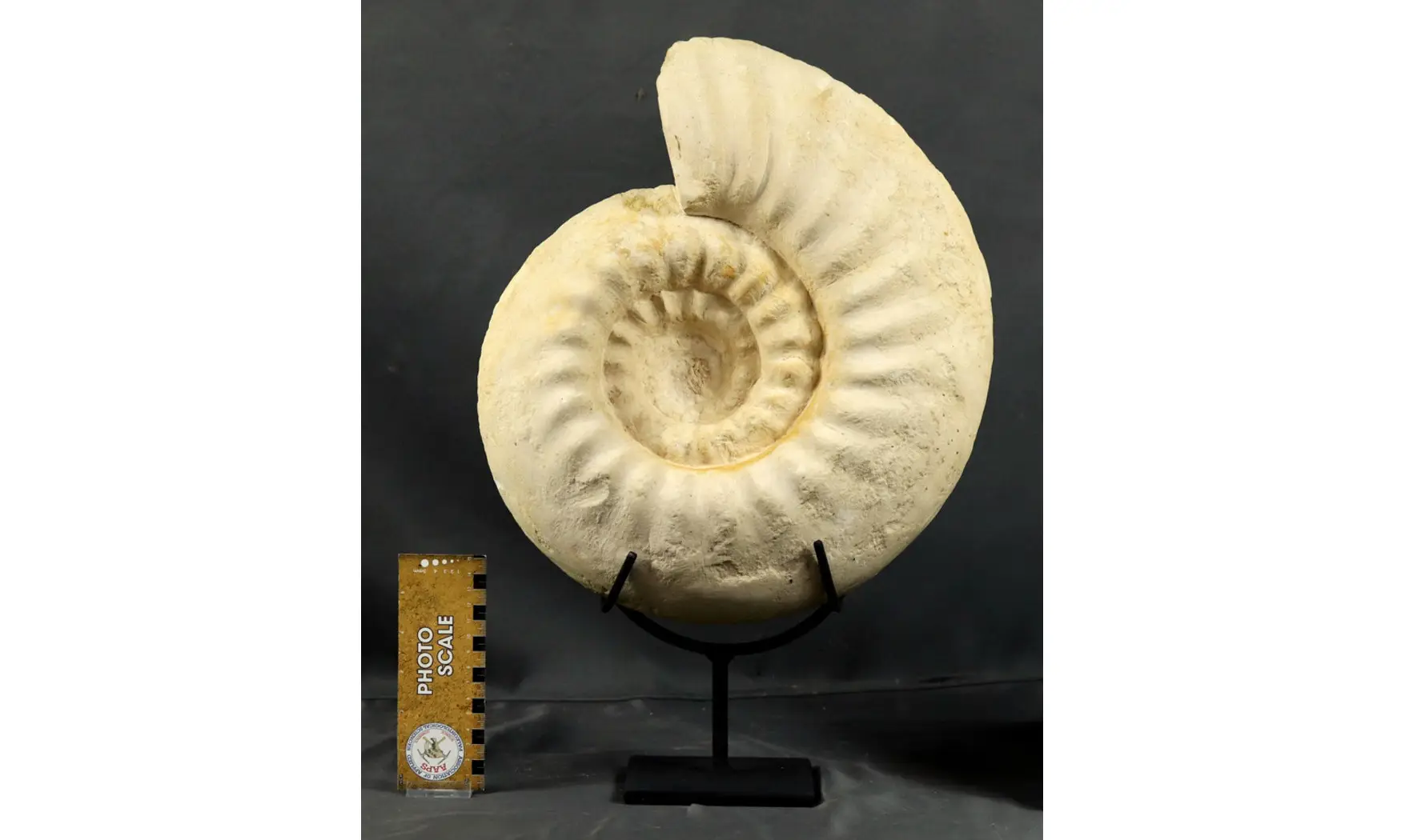 Gravesia cf irius