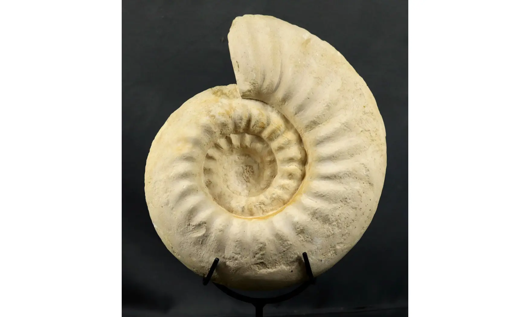 Gravesia cf irius