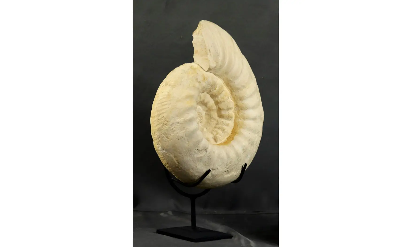 Gravesia cf irius