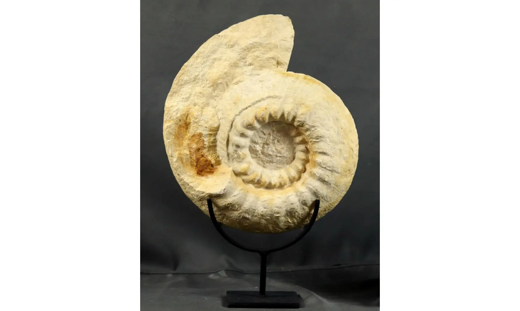 Gravesia cf irius