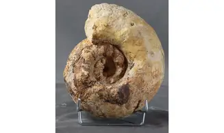 Orthaspidoceras lallierianum