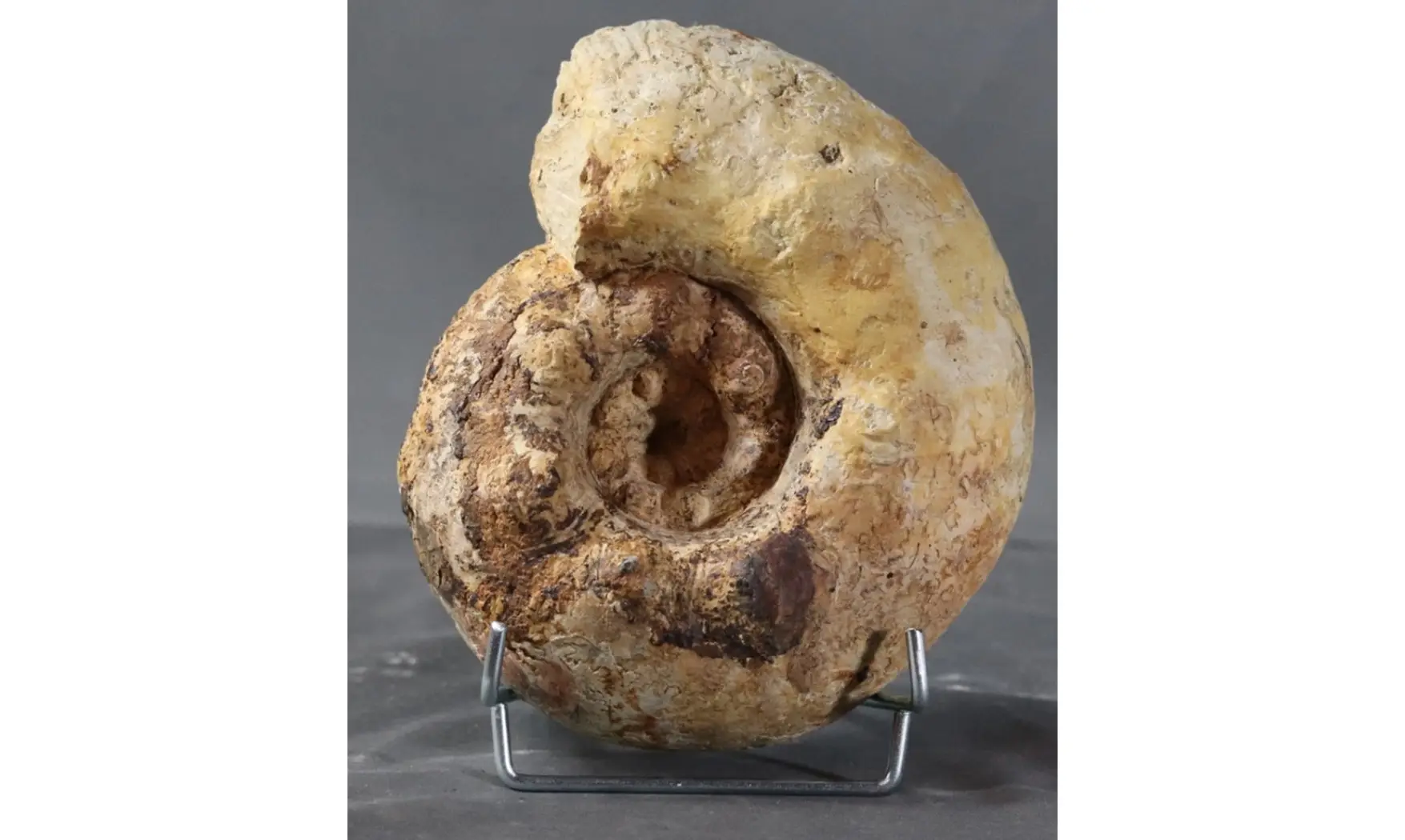 Orthaspidoceras lallierianum