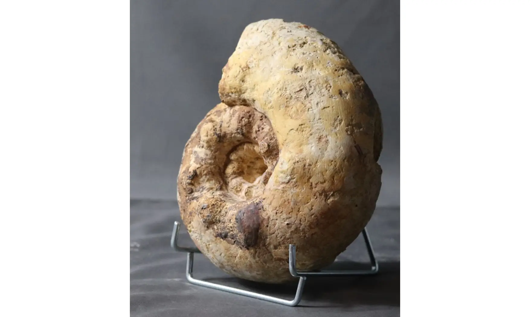 Orthaspidoceras lallierianum