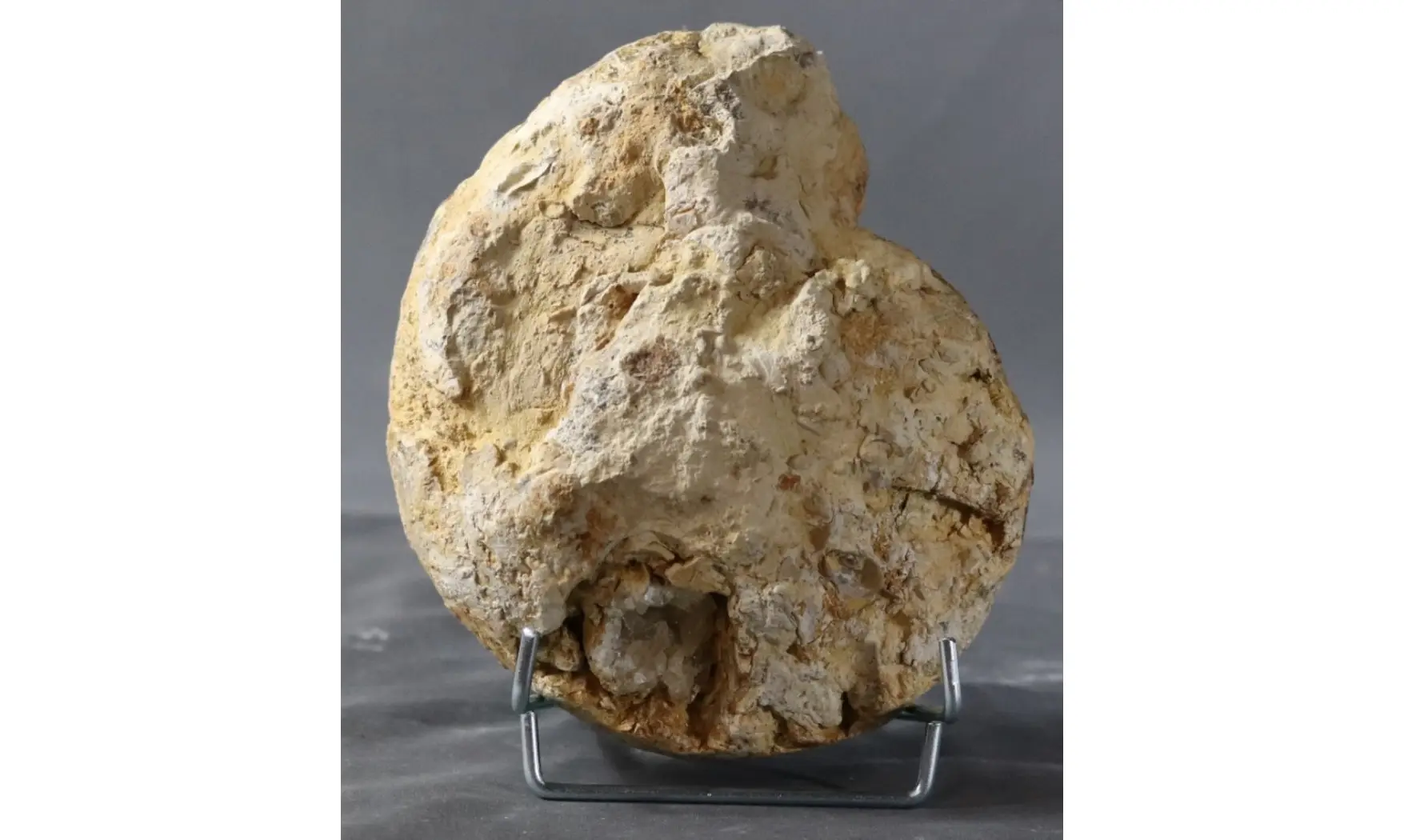 Orthaspidoceras lallierianum