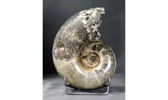 Argonauticeras argonautarum
