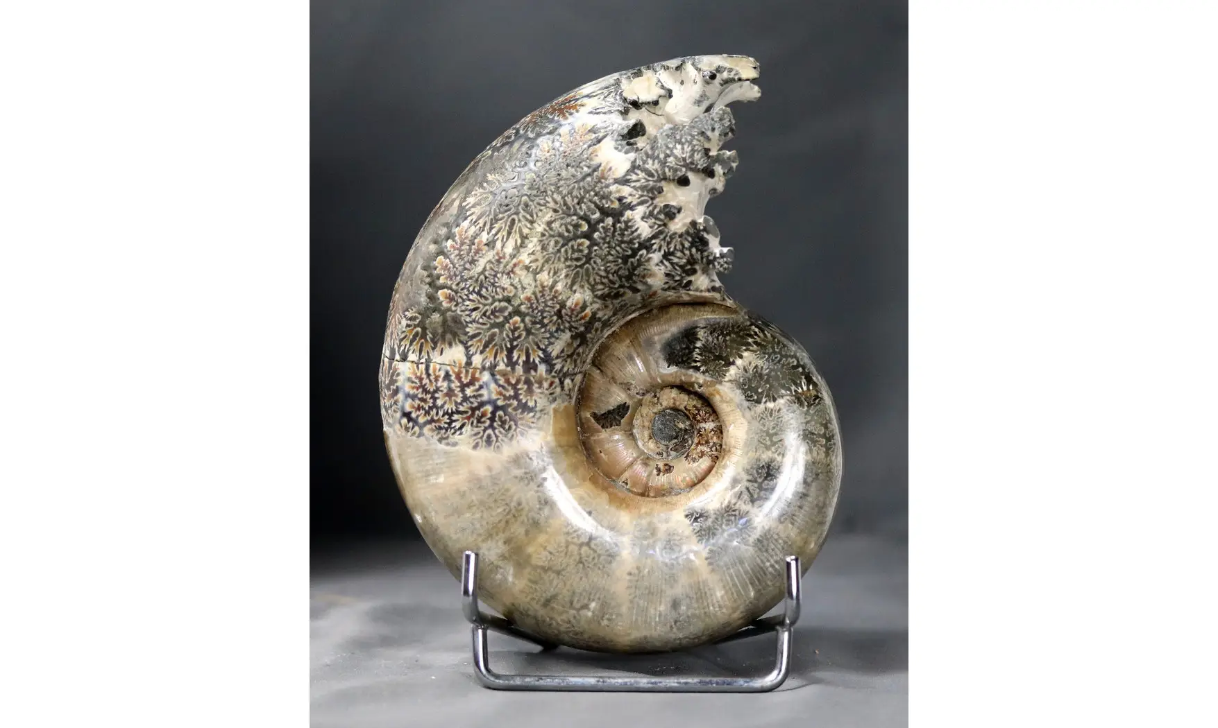 Argonauticeras argonautarum