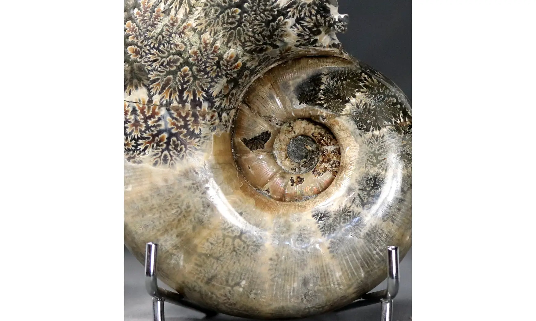 Argonauticeras argonautarum