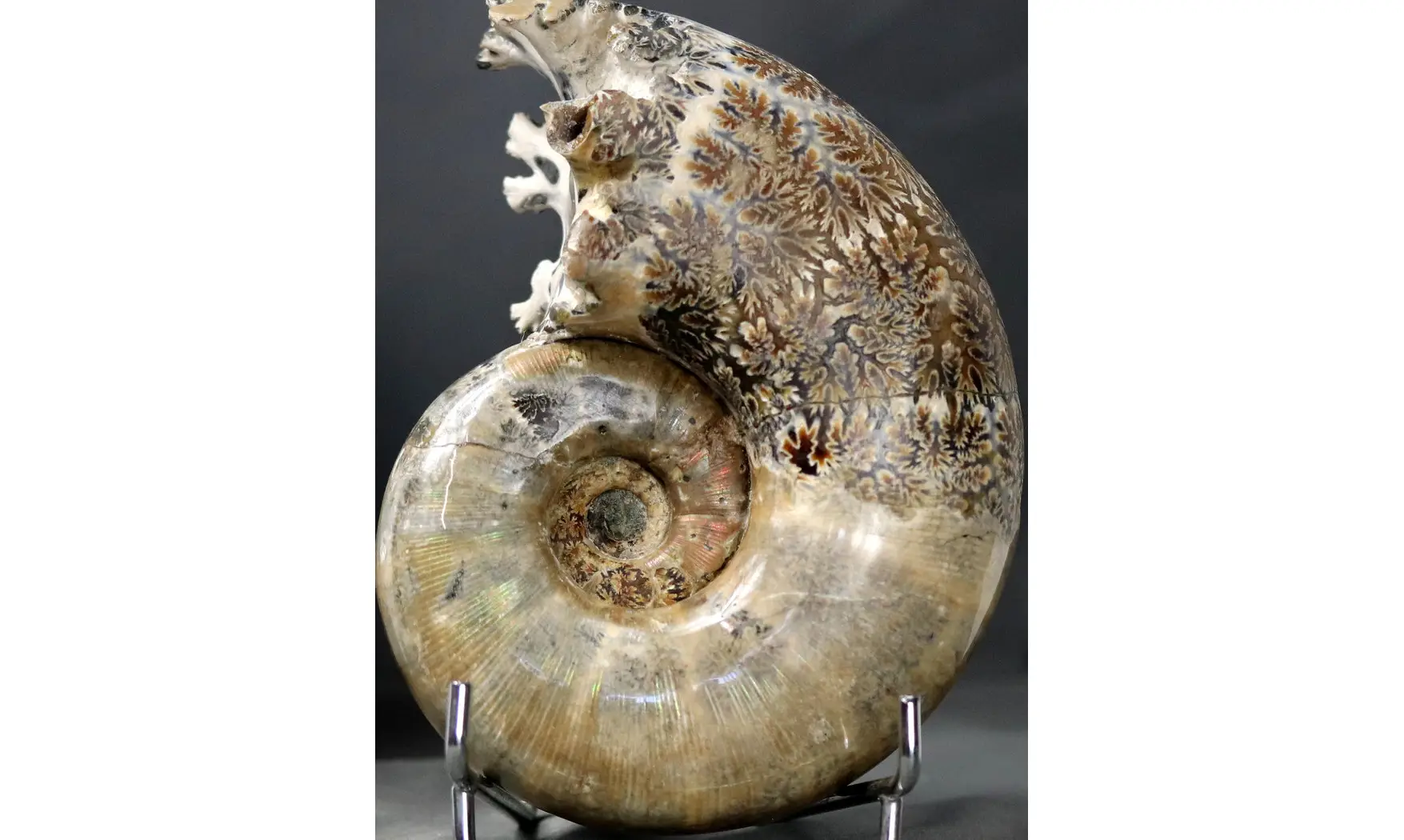 Argonauticeras argonautarum