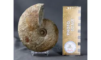 Davidiceras potieri