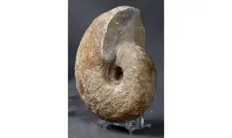 Davidiceras potieri