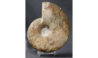 Davidiceras potieri