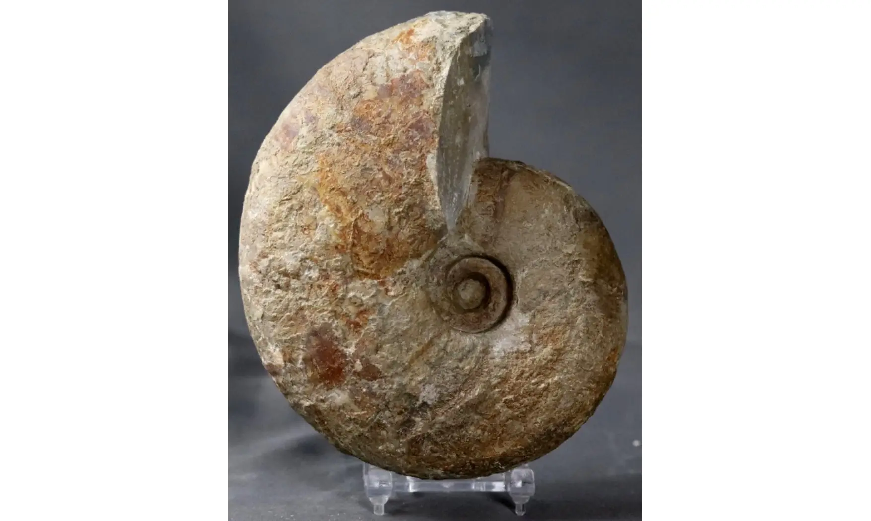 Davidiceras potieri