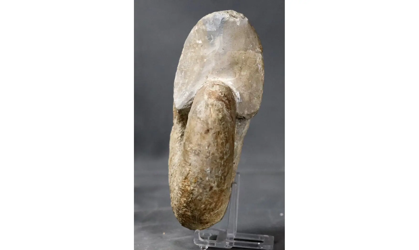 Davidiceras potieri