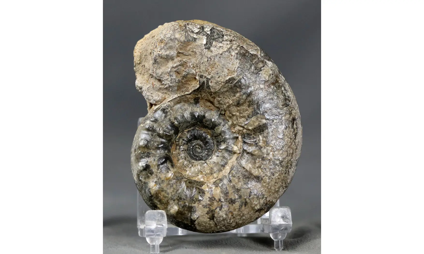 Euaspidoceras subbabeanum
