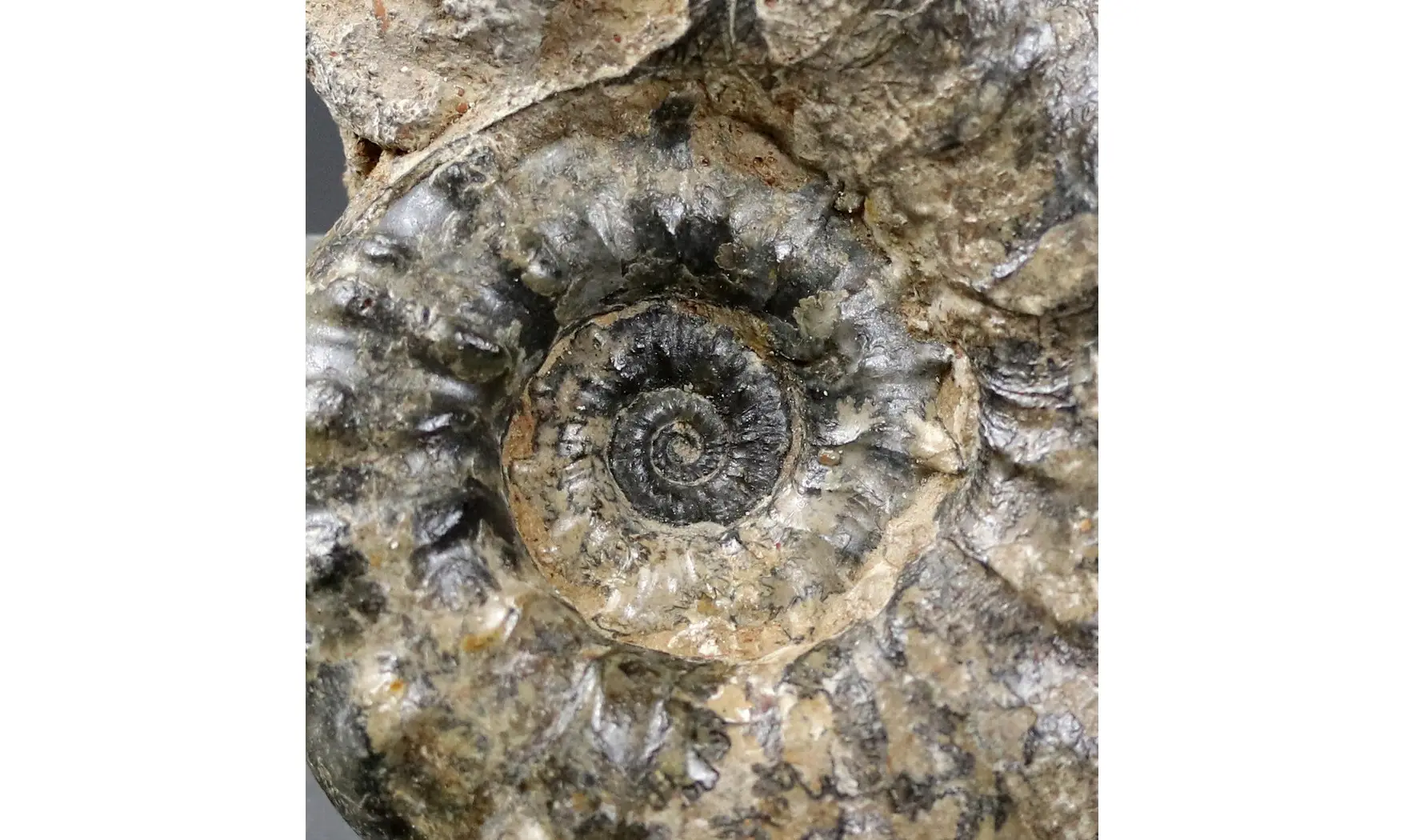 Euaspidoceras subbabeanum