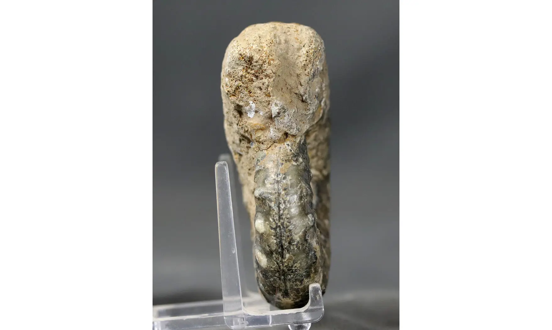 Euaspidoceras subbabeanum