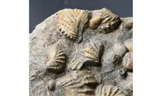 Association trigonias et ammonite