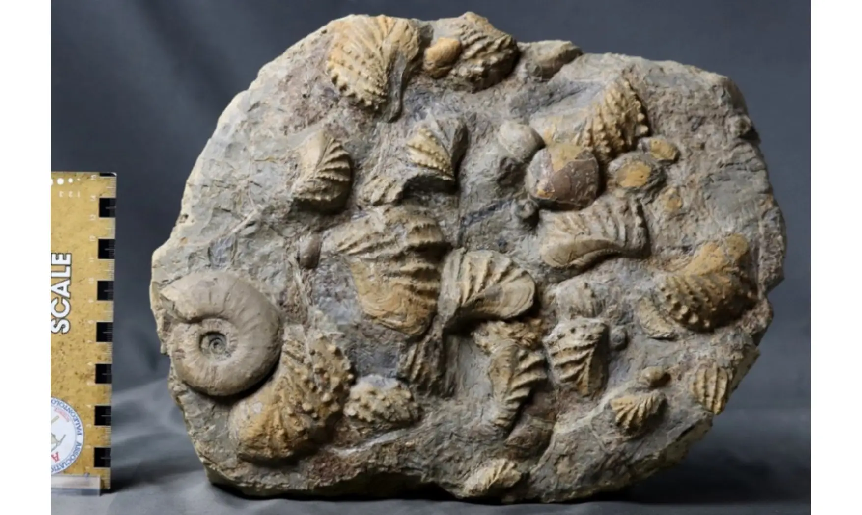 Association trigonias et ammonite