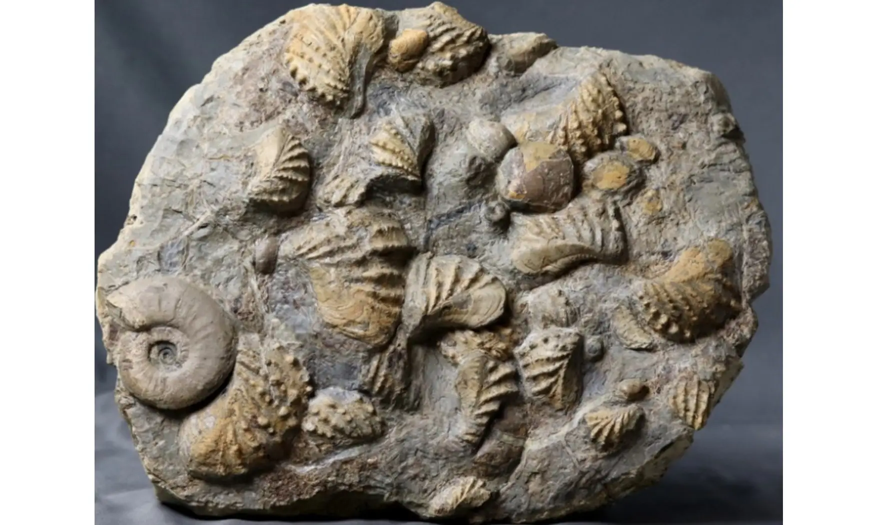 Association trigonias et ammonite