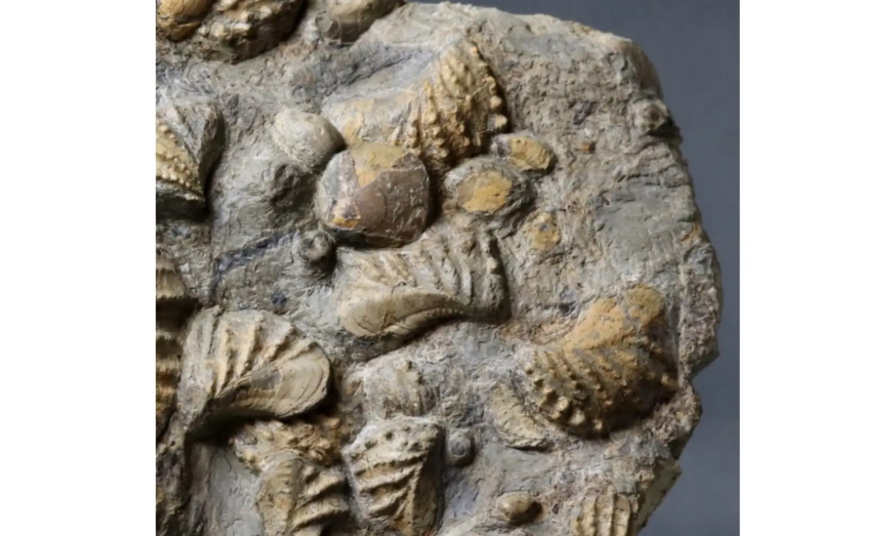 Association trigonias et ammonite