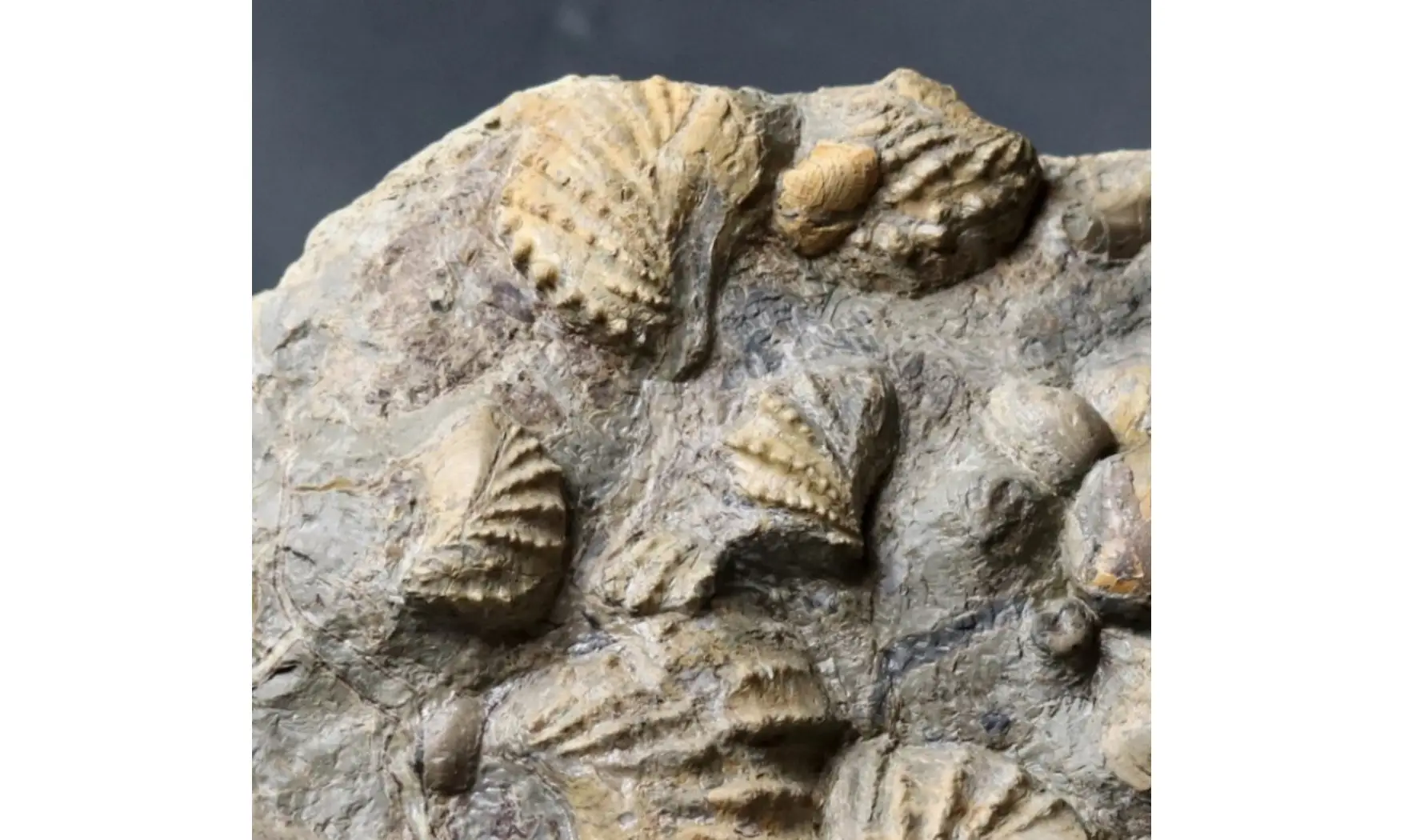 Association trigonias et ammonite