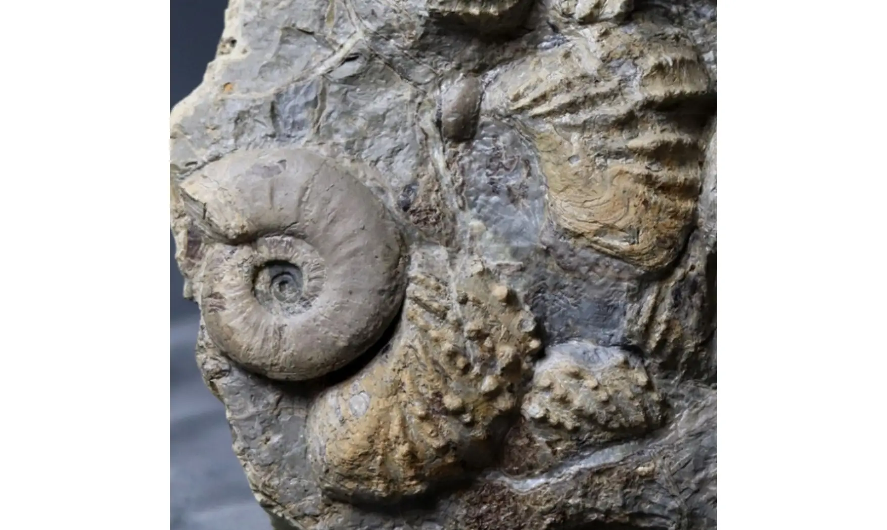 Association trigonias et ammonite